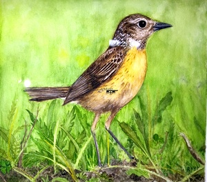 Braunkehlchen Vogel des Jahres 2023