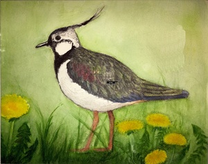 Kibitz Vogel des Jahres 2024