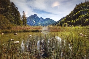 Christian Leitner Schilfgürtel