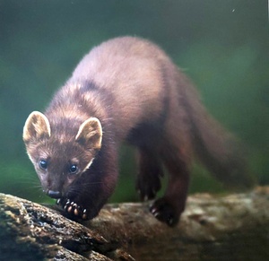 Dr. Franz Kolndorffer Marder