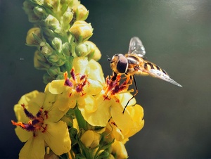 Dr. Franz Kolndorffer Schebfliege