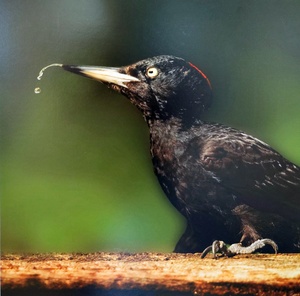 Dr. Franz Kolndorffer Schwarzspecht