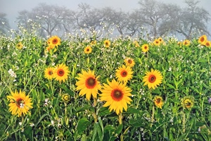 Dr. Franz Kolndorffer Sonnenblumen