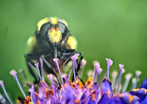 Dr. Franz Kolndorffer Visage